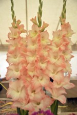 Pic of Gladioli